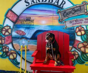 Lifeguard chair